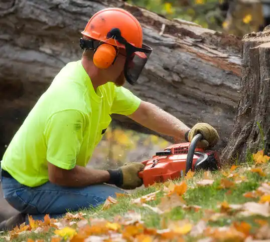 tree services Potomac Heights